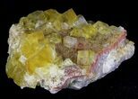 Lustrous, Yellow Cubic Fluorite Crystals - Morocco #32304-1
